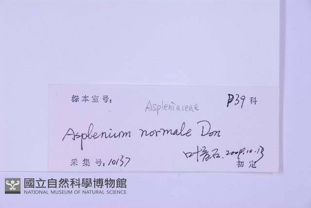 生芽鐵角蕨藏品圖，第2張