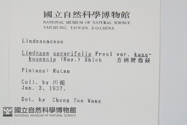 方柄陵齒蕨藏品圖，第2張