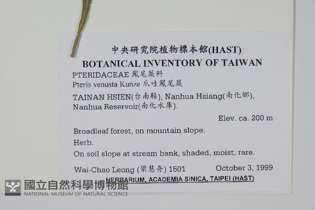 爪哇鳳尾蕨藏品圖，第2張