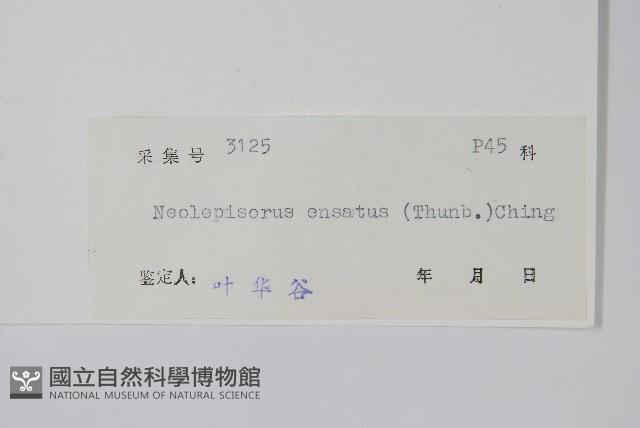 盾蕨藏品圖，第2張