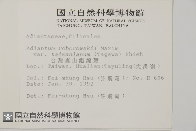 臺灣高山鐵線蕨藏品圖，第2張
