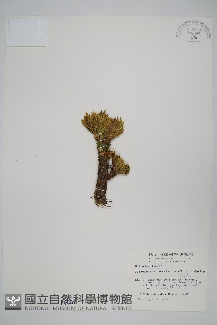 萬年松藏品圖，第1張