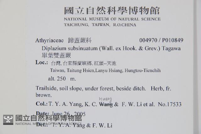 單葉雙蓋蕨藏品圖，第2張