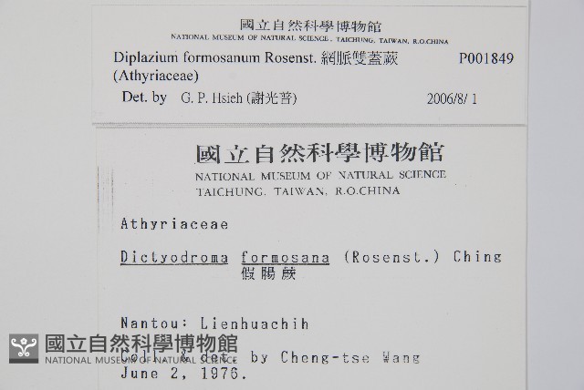 網脈雙蓋蕨藏品圖，第2張