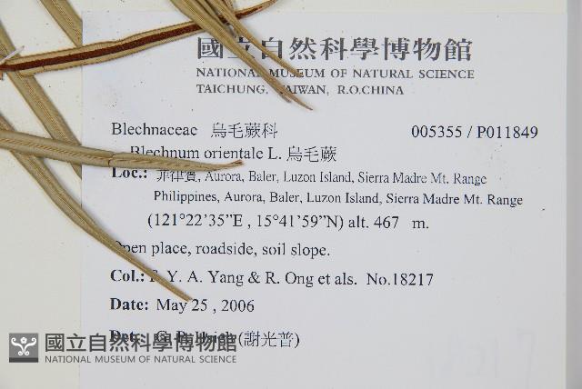 烏毛蕨藏品圖，第2張