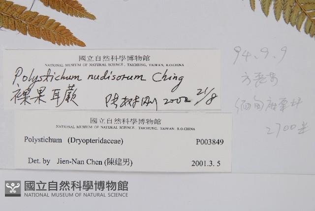 裸果耳蕨藏品圖，第2張