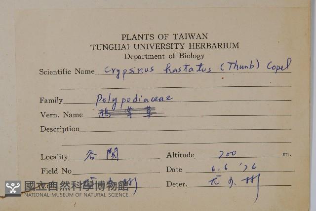 三葉茀蕨藏品圖，第2張