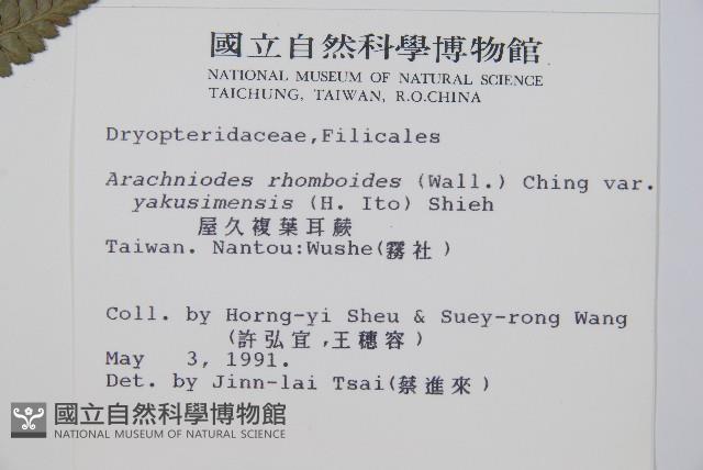 屋久複葉耳蕨藏品圖，第2張