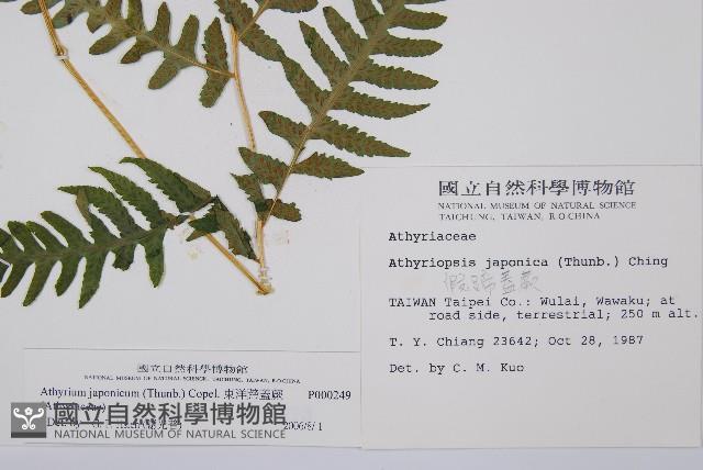 東洋蹄蓋蕨藏品圖，第2張