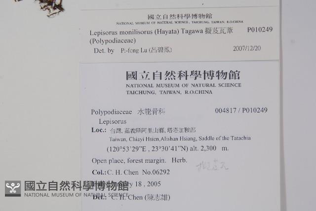 擬芨瓦葦藏品圖，第2張