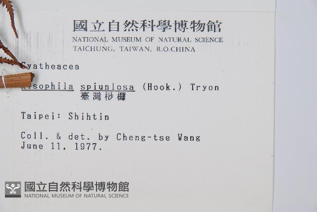 臺灣桫欏藏品圖，第2張