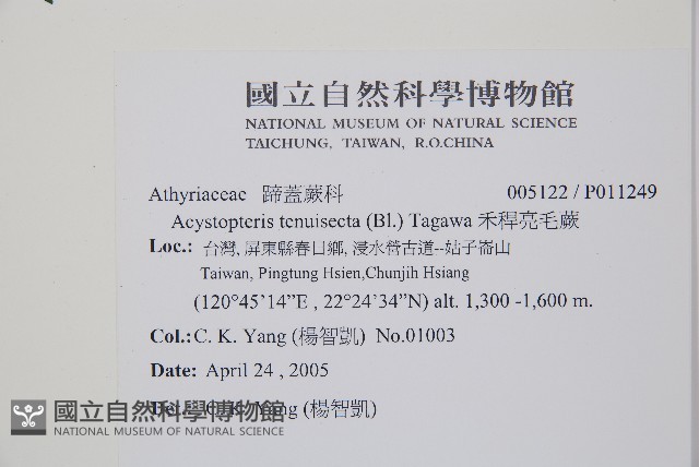 禾稈亮毛蕨藏品圖，第2張