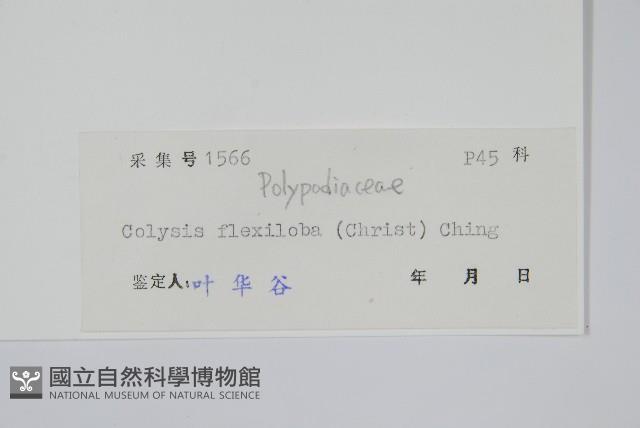 曲邊線蕨藏品圖，第2張