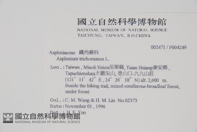 鐵角蕨藏品圖，第2張