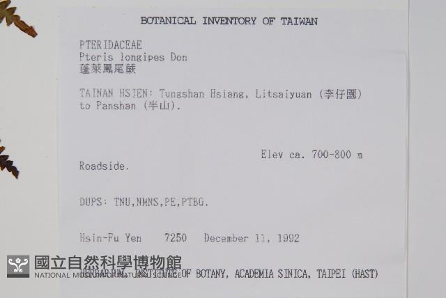 蓬萊鳳尾蕨藏品圖，第2張