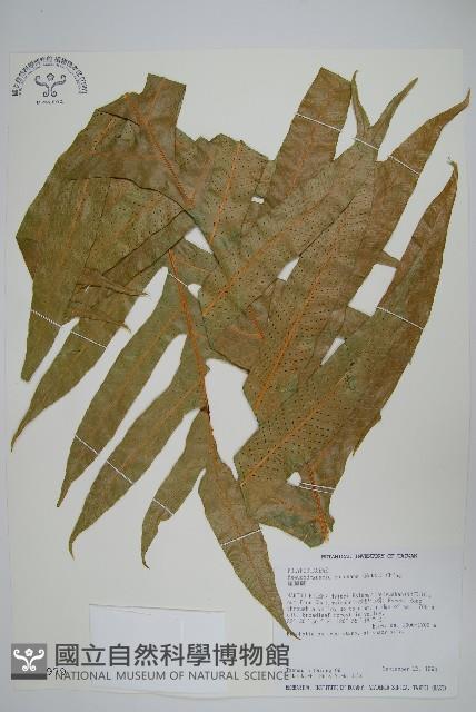 崖薑蕨藏品圖，第1張