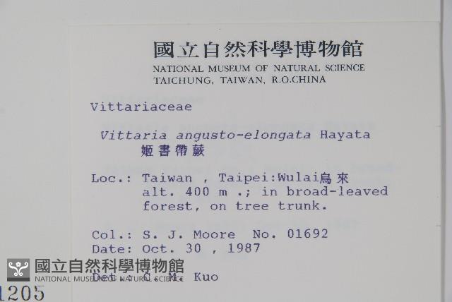 姬書帶蕨藏品圖，第2張