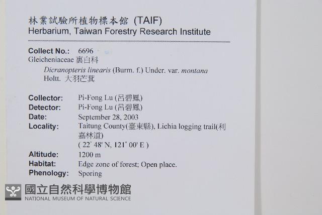 大羽芒萁藏品圖，第2張