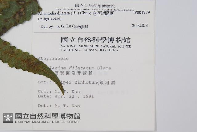 毛柄短腸蕨藏品圖，第2張