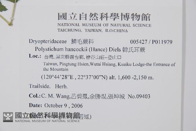 韓氏耳蕨藏品圖，第2張