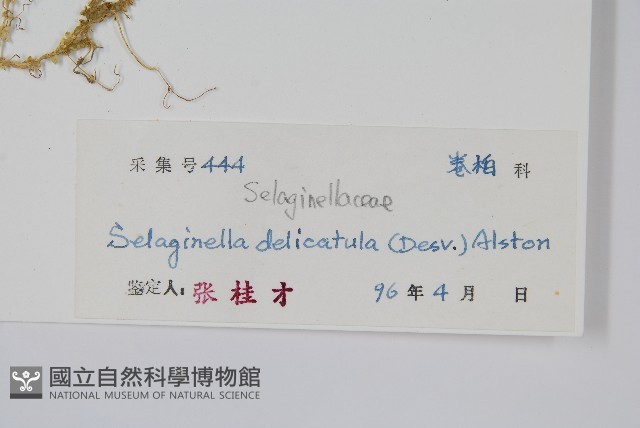 全緣卷柏藏品圖，第2張