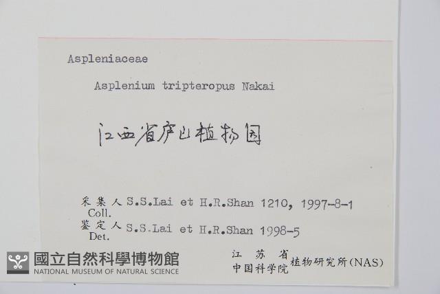 三翅鐵角蕨藏品圖，第2張