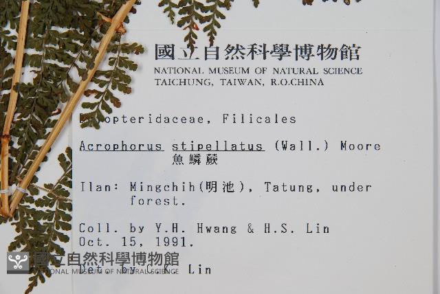 魚鱗蕨藏品圖，第2張