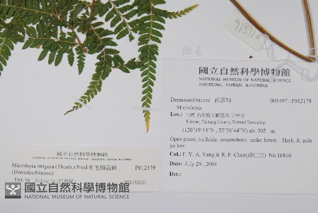 粗毛鱗蓋蕨藏品圖，第2張