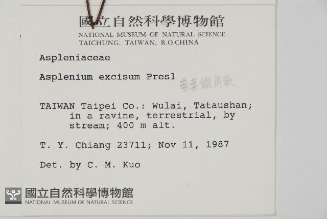 剪葉鐵角蕨藏品圖，第2張