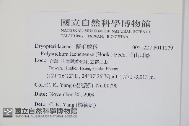 芽胞耳蕨藏品圖，第2張