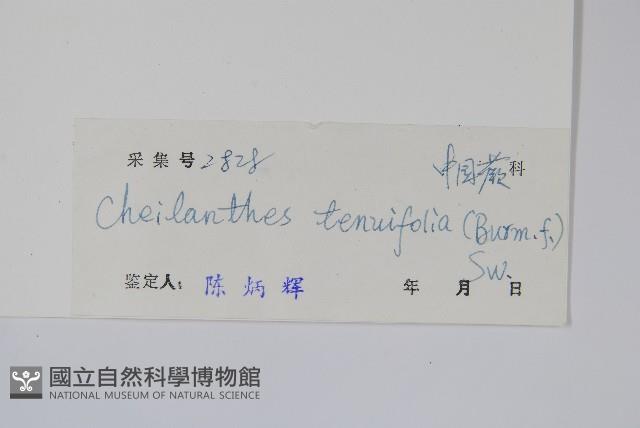 薄葉碎米蕨藏品圖，第2張