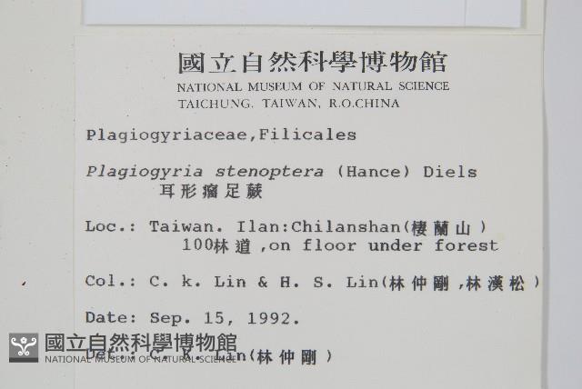 耳形瘤足蕨藏品圖，第2張