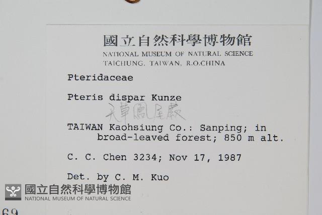 天草鳳尾蕨藏品圖，第2張