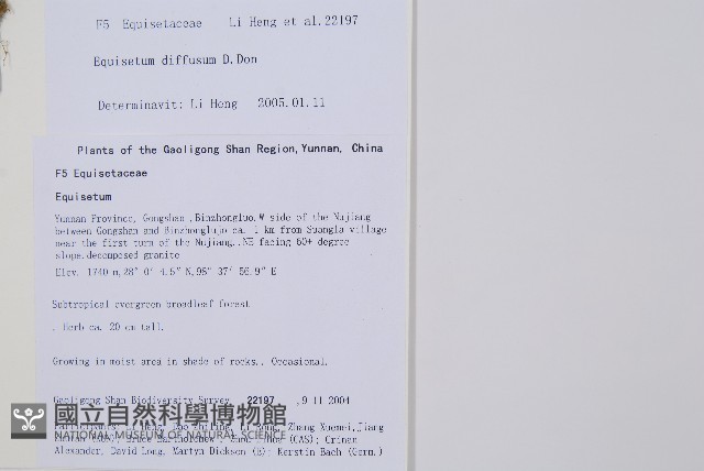 散生木賊藏品圖，第2張