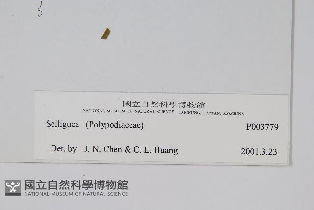 登錄號:P003779藏品圖，第2張