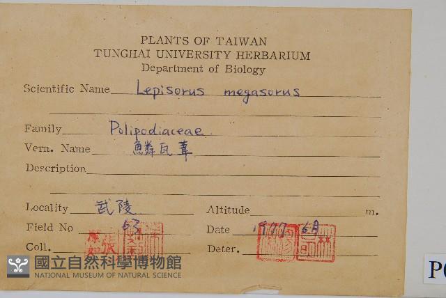 鱗瓦葦、長柄瓦葦藏品圖，第2張