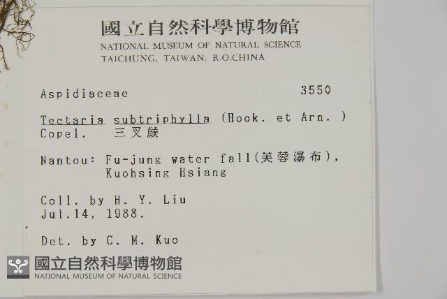 三叉蕨藏品圖，第2張