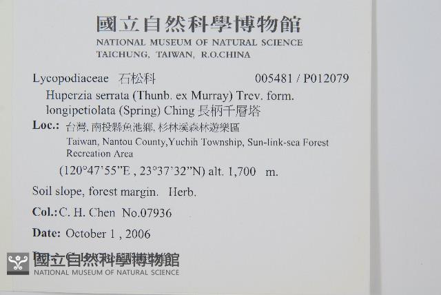 長柄千層塔藏品圖，第2張