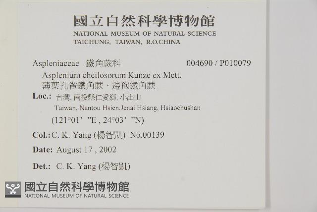 薄葉孔雀鐵角蕨、邊孢鐵角蕨藏品圖，第2張