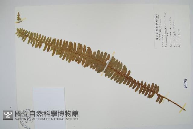 腎蕨藏品圖，第1張