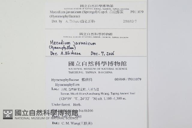 爪哇蕗蕨藏品圖，第2張