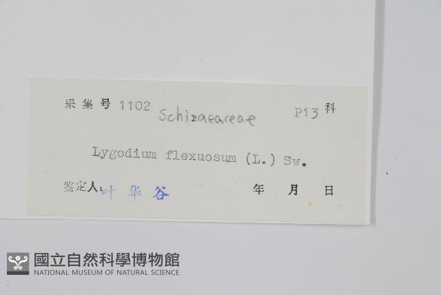 曲軸海金沙藏品圖，第2張