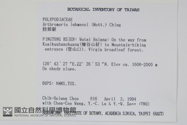 肢節蕨藏品圖，第2張