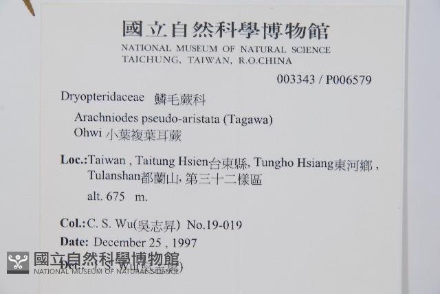 南海鱗毛蕨藏品圖，第2張