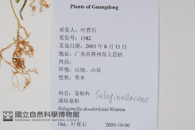 生根卷柏藏品圖，第2張