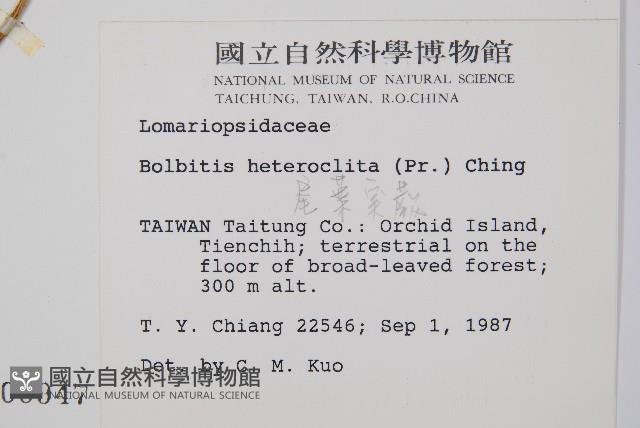 尾葉實蕨藏品圖，第2張