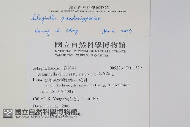 擬日本卷柏藏品圖，第2張