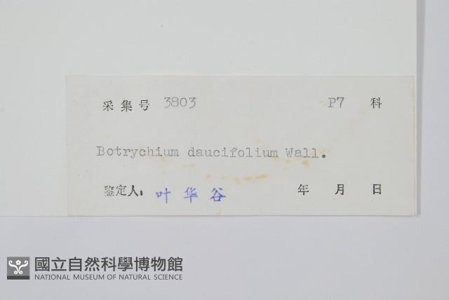 薄葉大陰地蕨藏品圖，第2張