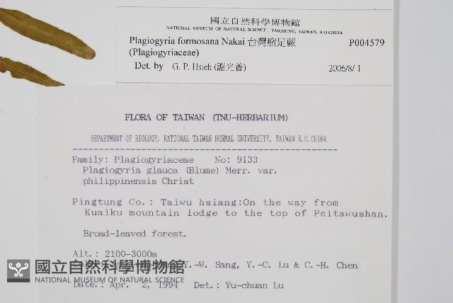 台灣瘤足蕨藏品圖，第2張