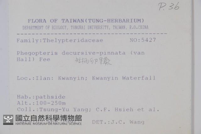 翅軸假金星蕨、短柄卵果蕨藏品圖，第2張